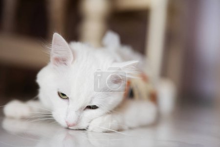 Photo for Postoperative bandage on white cat. Pet after a cavitary operation castration or sterilization. - Royalty Free Image
