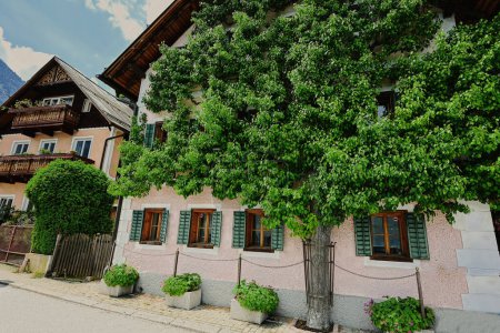 Téléchargez les photos : Arbre qui pousse sur la maison à Hallstatt, Salzkammergut, Autriche. - en image libre de droit