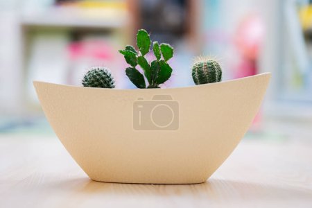 Téléchargez les photos : Three cacti in clay pot at room. - en image libre de droit