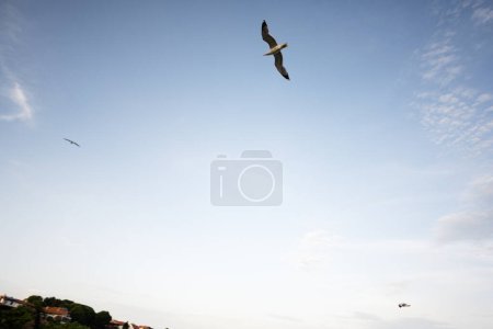 Photo for Seagulls flying on the sky over the city of Nessebar, Bulgaria. - Royalty Free Image