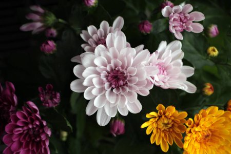 Foto de Hermosas flores de verano por toda la imagen, caléndulas, púrpuras, naranjas y paletas. Hojas verdes en el fondo. Una cálida tarjeta de felicitación. - Imagen libre de derechos