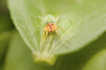 Photo for Little young green Nigma walckenaeri on a leaf with head detail - Royalty Free Image