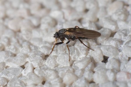 Photo for Dark little fly Simuliidae Simulium - Royalty Free Image