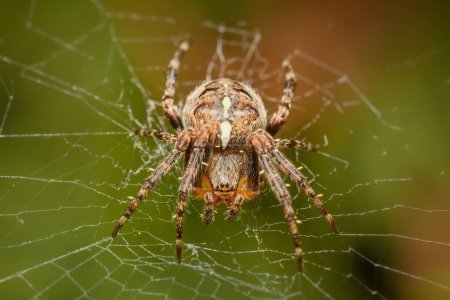 Araña de jardín europea en la web