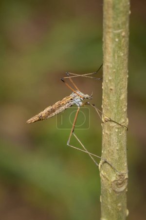 Photo for A small Tipula vernalis on a branch - Royalty Free Image
