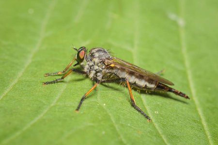 Photo for Young Asilidae on a leaf - Royalty Free Image