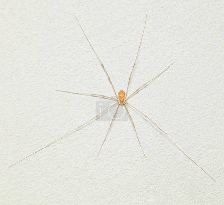 eine kleine Spinne Opiliones an der Wand