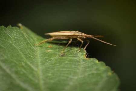 The brown shield bug on a leaf