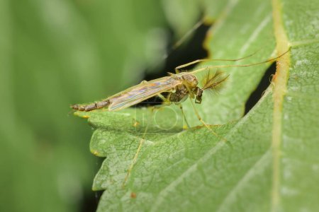 Little mosquito Chironomidae on a leaf
