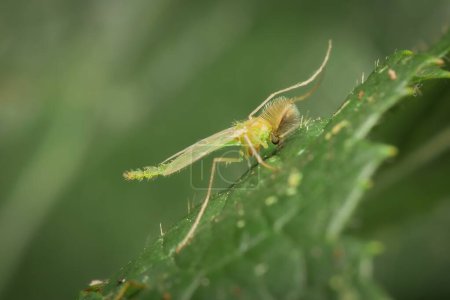 Kleine Mücke Chironomidae auf einem Blatt