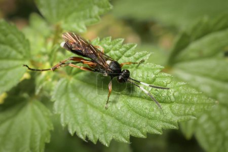 Hymenoptera  Ichneumonidae on a leaf