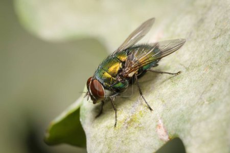 Housefly on a leaf in detail