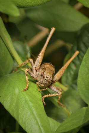 grasshopper dark bush-cricket Pholidoptera griseoaptera on a leaf