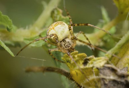 Spinne Mangora acalypha Cricketschläger Orbweber