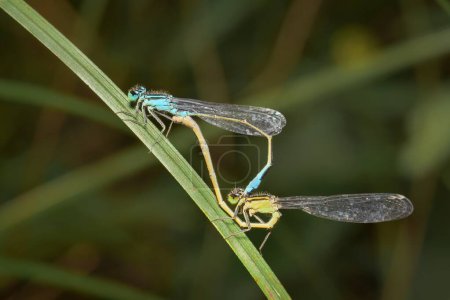 Damselfly de cola azul Ischnura elegans macho y hembra
