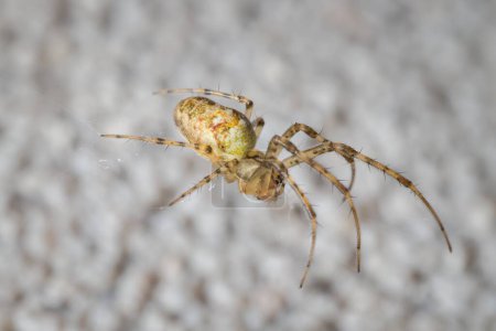 jeune araignée Araneidae sur le mur