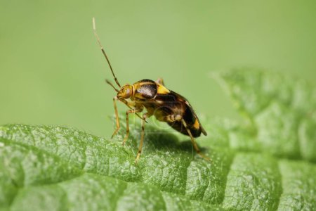 Miridae Orthops basalis auf einem Blatt