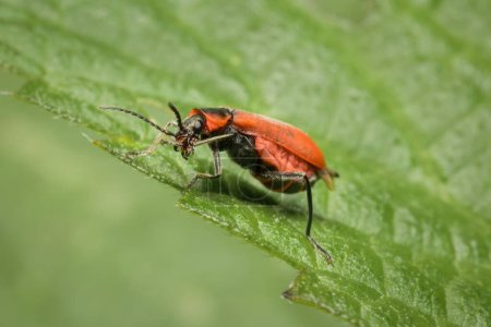beetle Anthocomus rufus on a leaf
