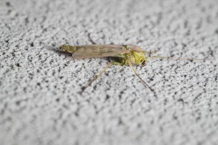 pequeño mosquito chironomus plumosus hembra