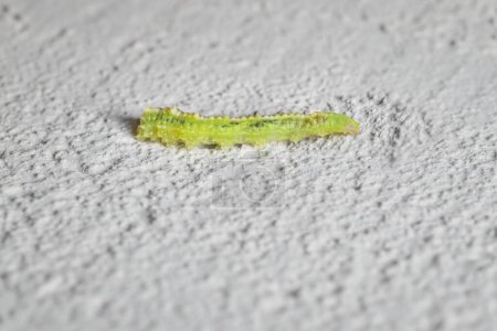 little caterpillar Winter Mothson the wall