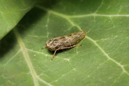 Leafhopper Idiocerus herrichii on a leaf