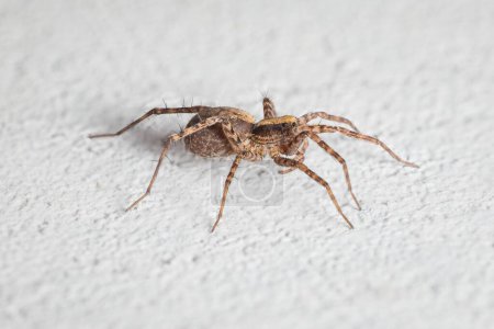 eine kleine Spinne Tegenaria domestica an der Wand