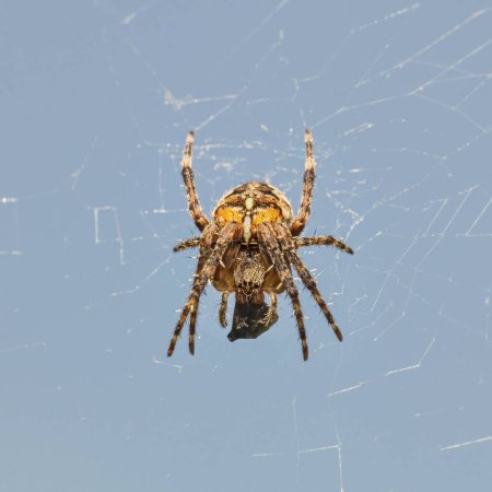 European garden spider in web with prey