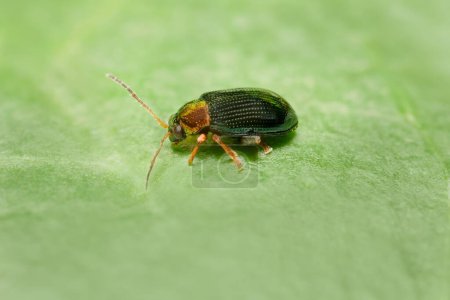 little beetle Crepidodera aurata on a leaf