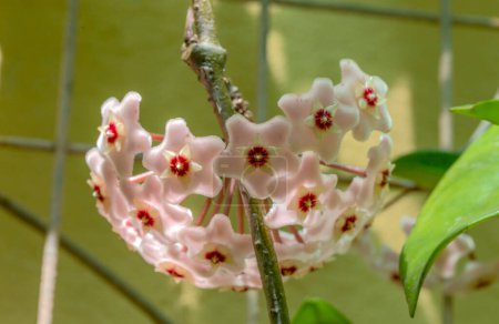 Foto de Close-up photo of Hoya carnosa, the porcelain flower or wax plant, - Imagen libre de derechos