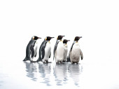 group of penguins on white background Poster #657762100