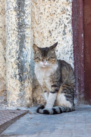 A scruffy stray cat with a squinted expression sits beside a weathered wall in a narrow city alleyway
