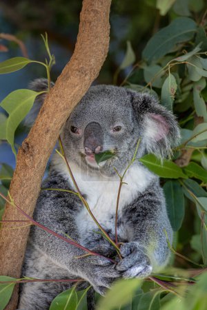 Koala en un árbol comiendo eucalipto. Foto de alta calidad