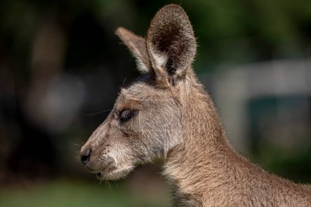 Kangaroo in a park. High quality photo