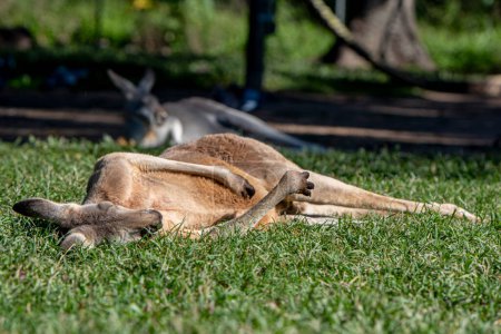 Kangourou dans un parc faire une sieste dans l'herbe. Photo de haute qualité