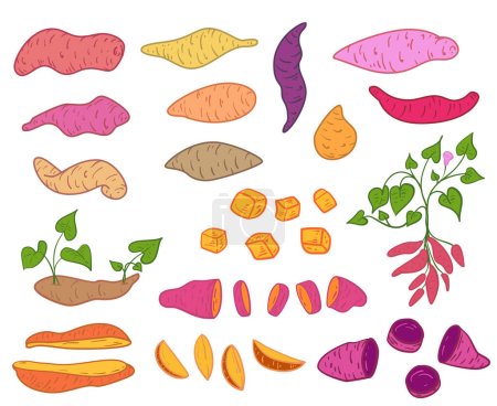 Sweet potato in flat cartoon style. Set design elements for health food or cooking ingredient. Hand drawn color vector illustration. Doodle art objects.