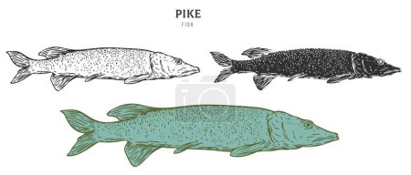 Illustration for Hand drawn pike fish isolated on white background. Set cartoon element in outline, monochrome and color version. Vector illustration in retro vintage engraving style. - Royalty Free Image