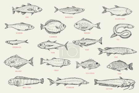 Illustration for Set outline sketch fish. Catfish, sturgeon, wolffish, carp, sea perch, trout, halibut, pike, hake, tuna, anchovy, eel, dorado, flounder, herring, silver carp, mackerel, cod. Vector illustration. - Royalty Free Image