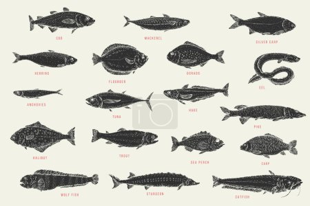 Illustration for Set monochrome hand draw fish. Catfish, sturgeon, wolffish, carp, sea perch, trout, halibut, pike, hake, tuna, anchovy, eel, dorado, flounder, herring, silver carp, mackerel, cod. Vector illustration. - Royalty Free Image