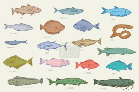 Illustration for Set color hand draw fish. Catfish, sturgeon, wolffish, carp, sea perch, trout, halibut, pike, hake, tuna, anchovy, eel, dorado, flounder, herring, silver carp, mackerel, cod. Vector illustration. - Royalty Free Image