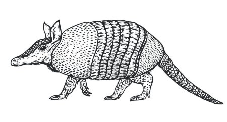 Armadillo dessiné à la main en style croquis monochrome. Animal Amérique du Sud isolé sur fond blanc. Illustration vectorielle vintage.