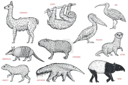 Illustration for Set monochrome birds and animals south america in hand drawn vintage style. Anteater, tapir, capybara, otter, pelican, armadillo, ibis, sloth, guanaco, agouti. Sketch vector illustration. - Royalty Free Image