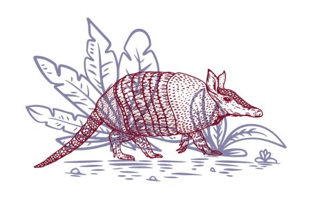 Illustration for Hand drawn armadillo in color sketch style. Animal south america isolated on white background. Vector vintage illustration. - Royalty Free Image