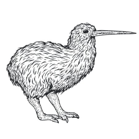 Kiwi oiseau dans un style monochrome dessiné à la main. Caractère de gravure croquis. Illustration vectorielle vintage.