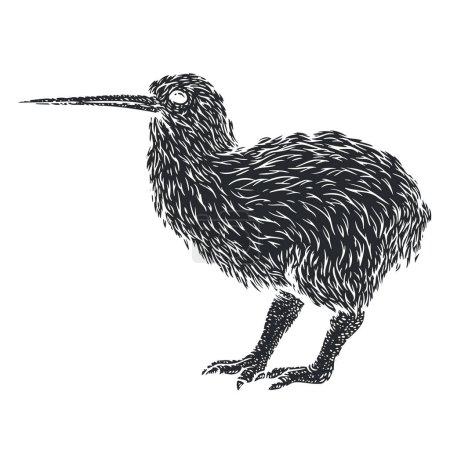 Kiwi oiseau dans un style monochrome dessiné à la main. Caractère de gravure croquis. Illustration vectorielle vintage.