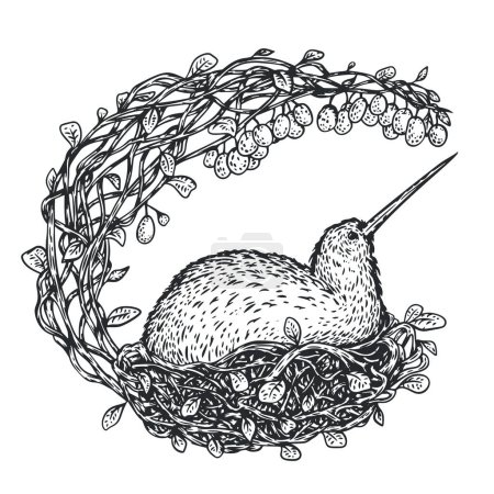Kiwi oiseau dans le nid avec kiwi plante. Style monochrome dessiné à la main. Caractère de gravure croquis. Illustration vectorielle vintage.