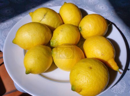Téléchargez les photos : Magnifiques gros citrons bio, fraîchement récoltés sur le citronnier, dans une assiette posée sur une nappe bleue à motifs floraux, à Albi, Région Occitanie, France - en image libre de droit