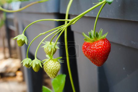 Photo for Fresh  strawberries in the garden - Royalty Free Image