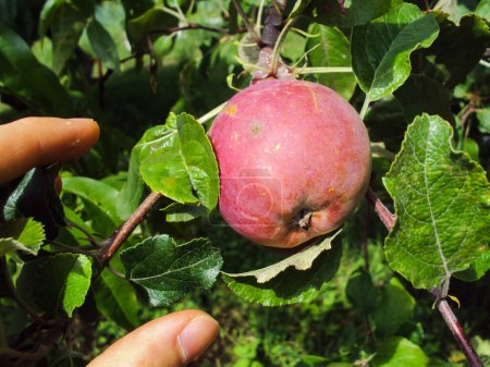 Téléchargez les photos : Une pomme Fuji rouge mûre suspendue à l'arbre, au milieu de feuilles vertes, sur le point d'être cueillie par la main du jardinier dans un verger bio en Occitanie, dans le sud de la France - en image libre de droit