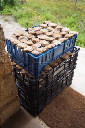 Foto de Una pila de cajas de plástico que contienen vainas de café usadas, que se dejan afuera al sol: los granos de café se reciclan una vez que se secan como fertilizante en la jardinería orgánica - Imagen libre de derechos