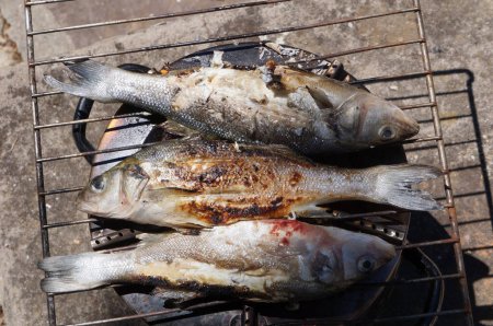 Photo for Fishes being fried on a cookout grill set on a log stove burner, used as a mini barbecue - Royalty Free Image